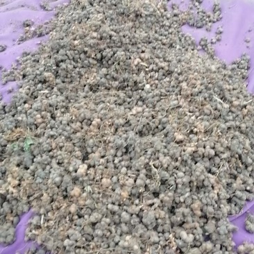 夏天无