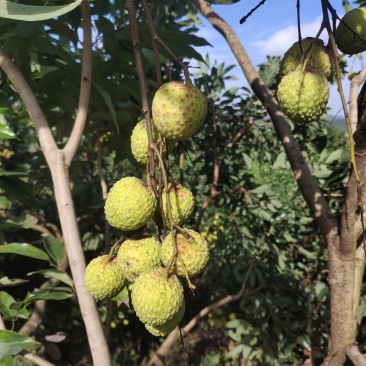 广西桂平市麻垌镇荔枝