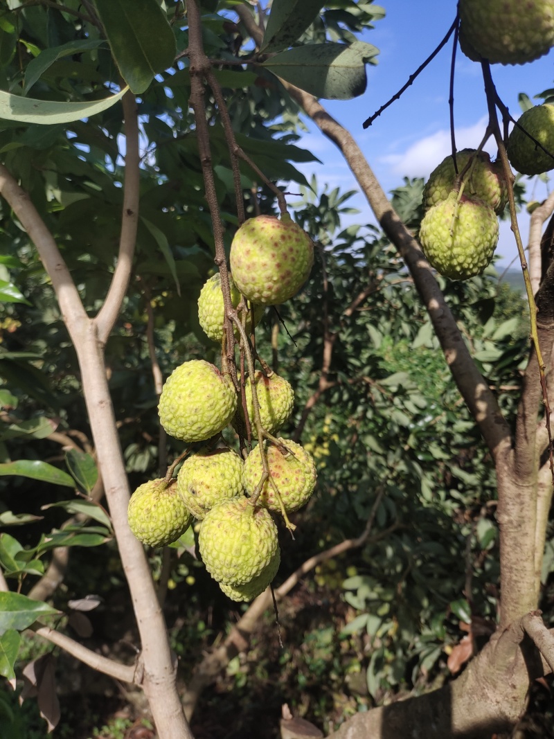 广西桂平市麻垌镇荔枝