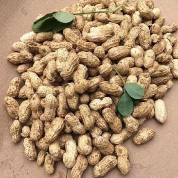 2025年新鲜湿花生现挖现发带壳新鲜花生红皮