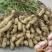2025年新鲜湿花生现挖现发带壳新鲜花生红皮