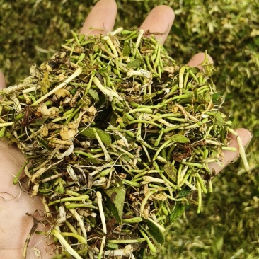 金银花