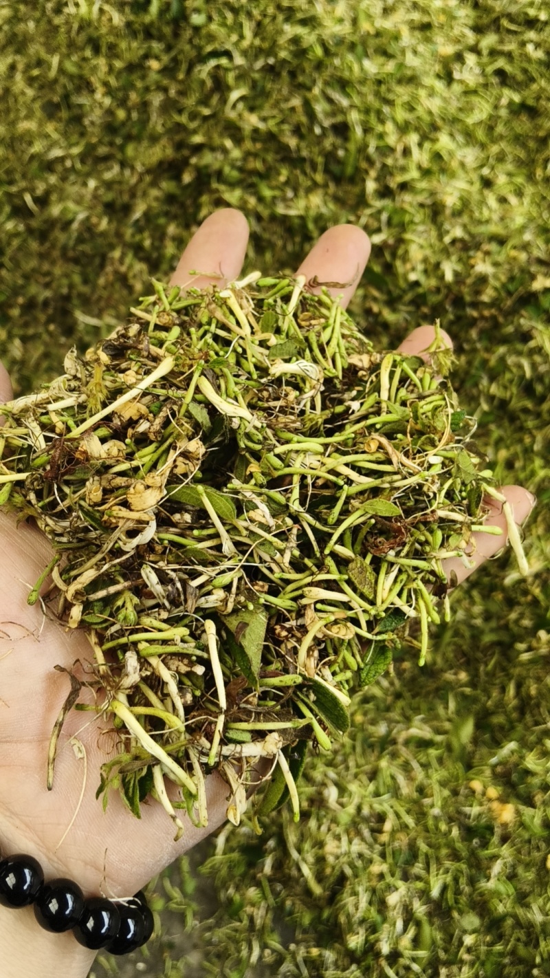 金银花