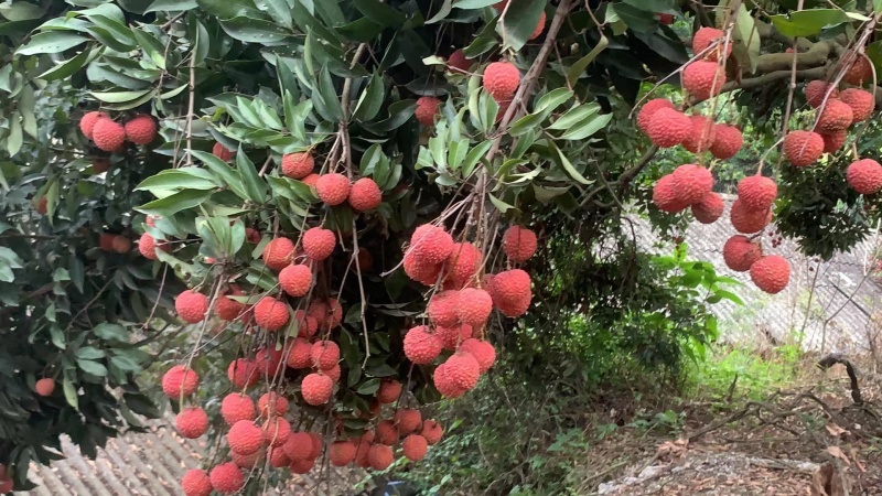 桂味荔枝