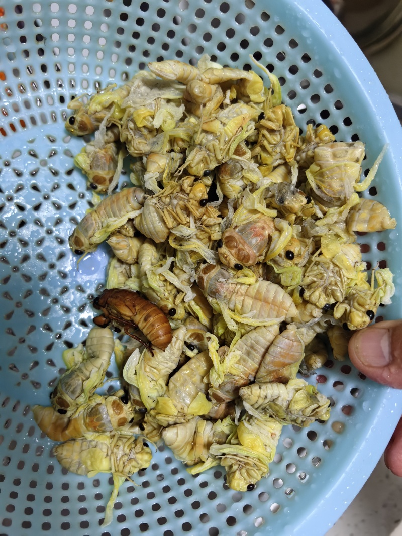 每天现抓，量大的老板来
