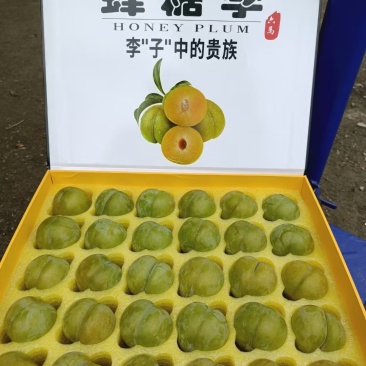 六马蜂糖李