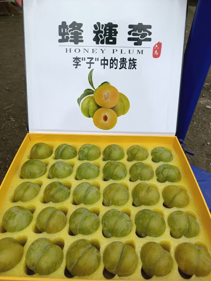 六马蜂糖李
