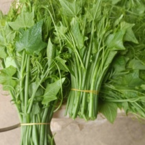 龙须菜，产地直供，