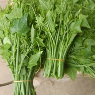 龙须菜，产地直供，