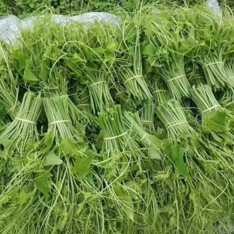 龙须菜，产地直供，