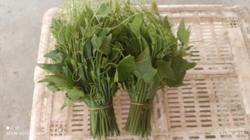 龙须菜，产地直供，