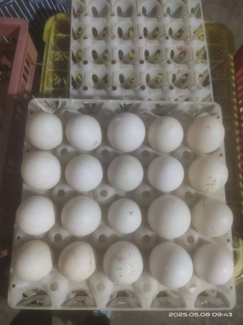 鲜鸭蛋批发20元30个5斤