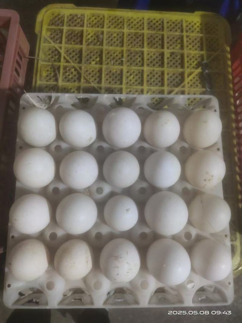鲜鸭蛋批发20元30个5斤