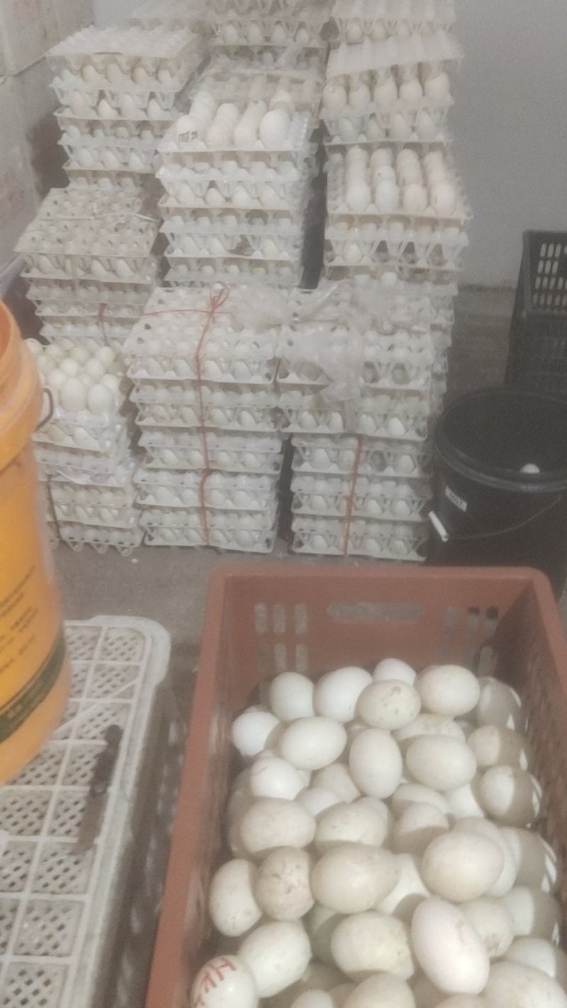 鲜鸭蛋批发20元30个5斤