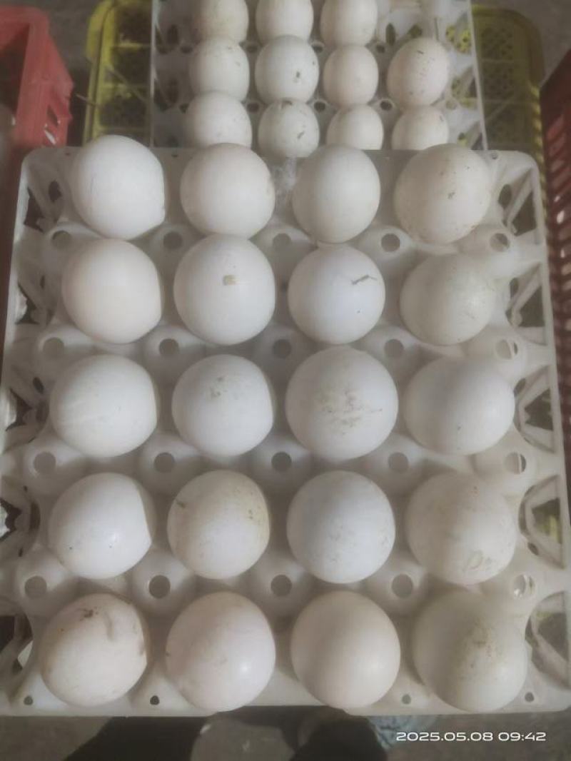 鲜鸭蛋批发20元30个5斤