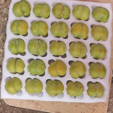 六马蜂糖李