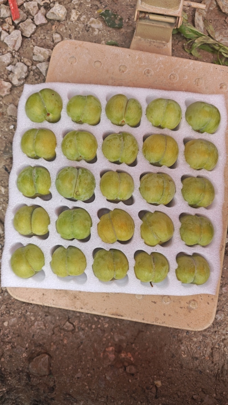 六马蜂糖李