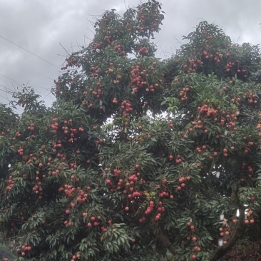广东东莞荔枝(糯米糍，桂味)