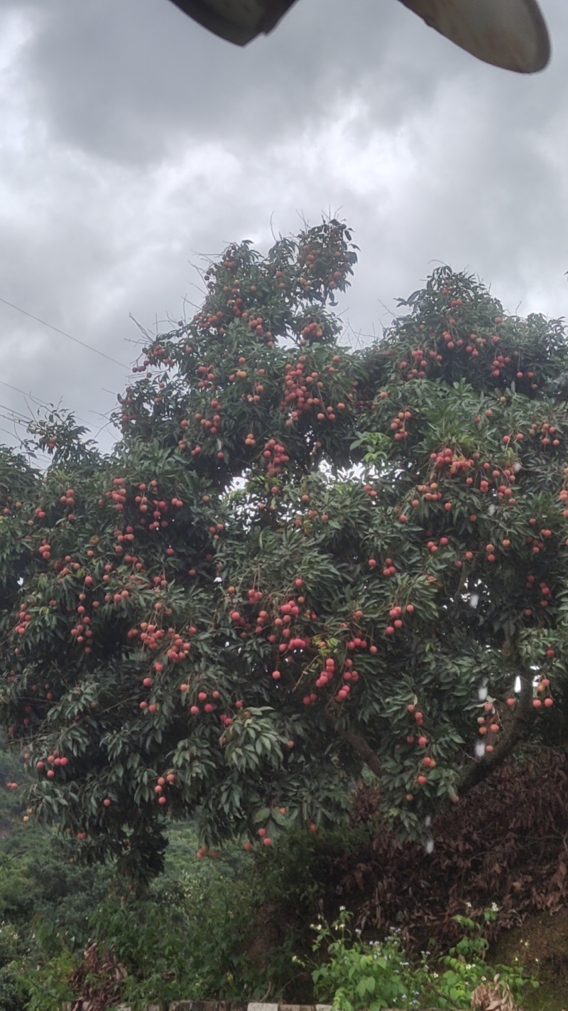 广东东莞荔枝(糯米糍，桂味)