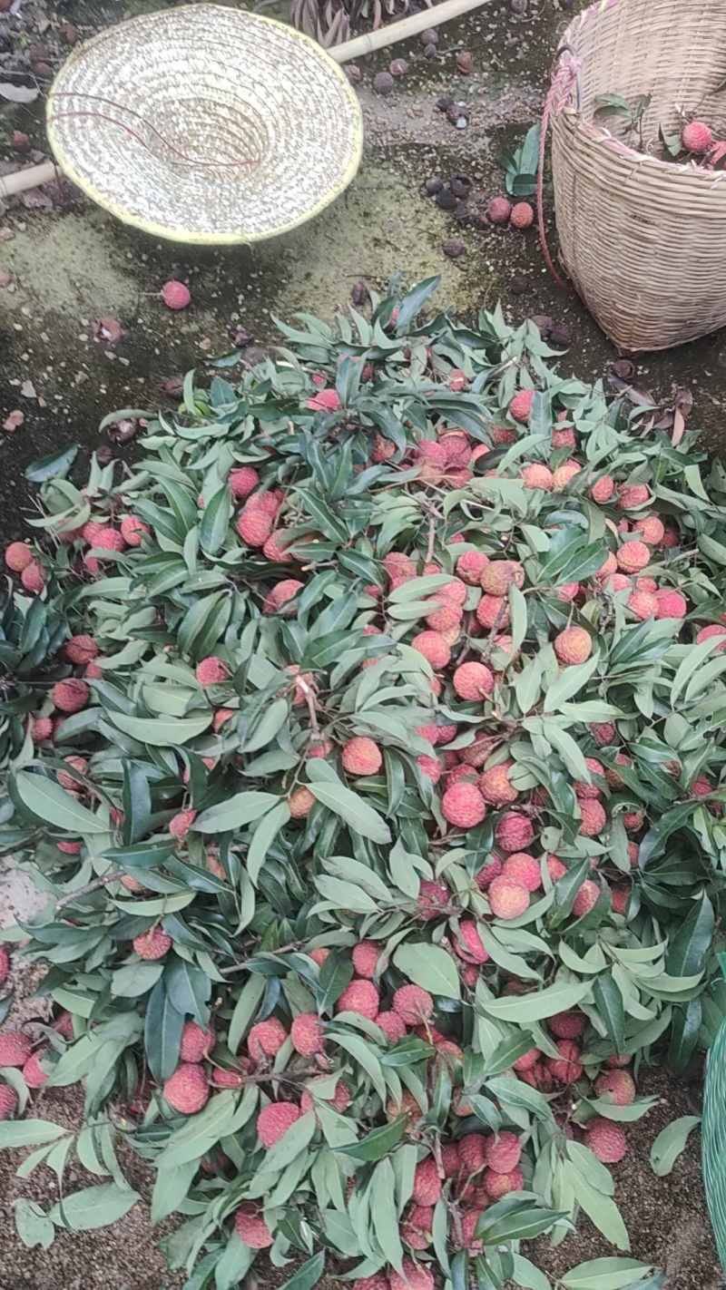 广东东莞荔枝(糯米糍，桂味)