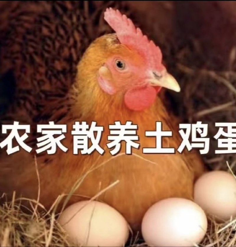 精品土鸡蛋，一手货源，新鲜鸡蛋，品质优良，。