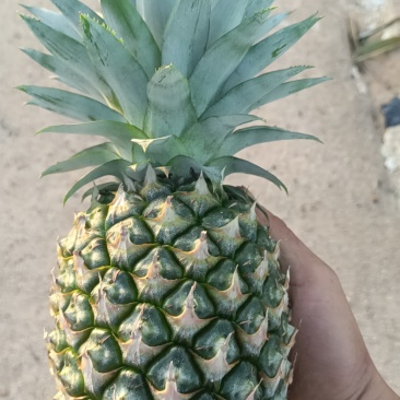 海南冬蜜凤梨中果