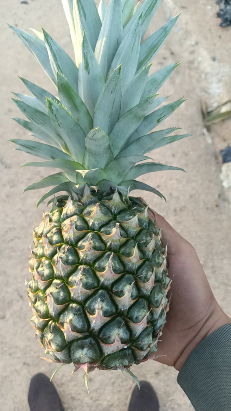海南冬蜜凤梨中果