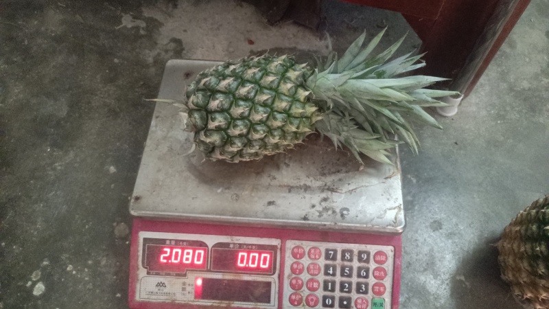 海南冬蜜凤梨中果
