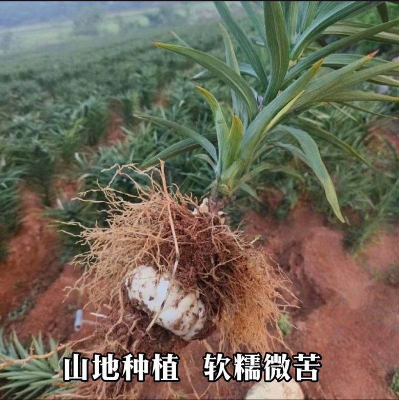 百合