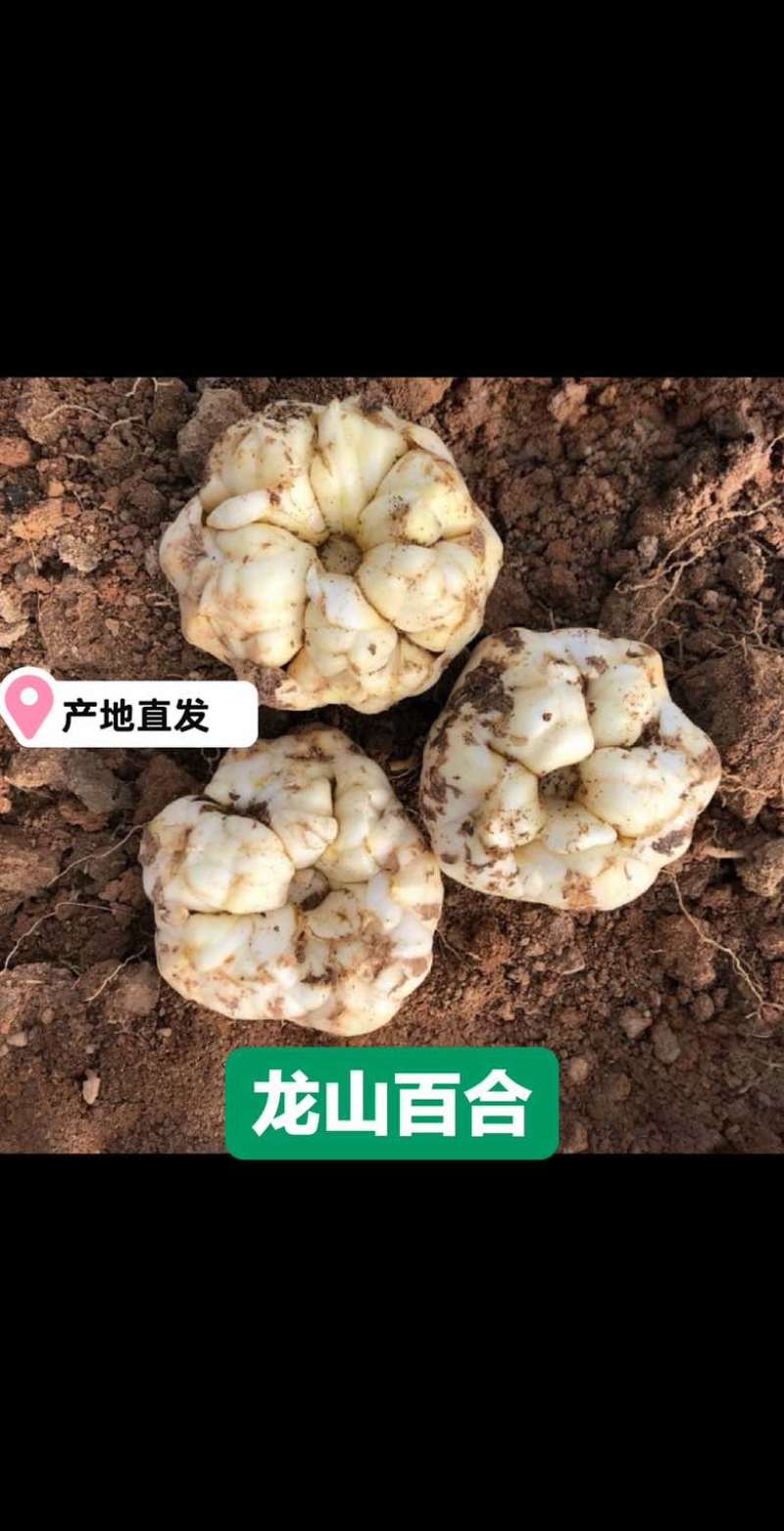 百合