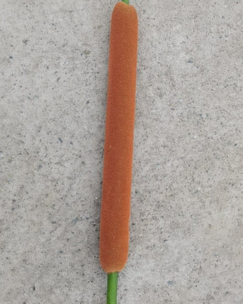 香蒲棒