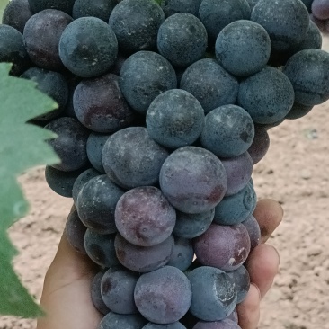 陕西夏黑