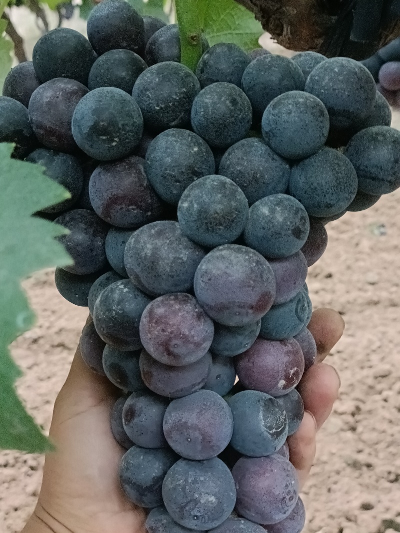 陕西夏黑