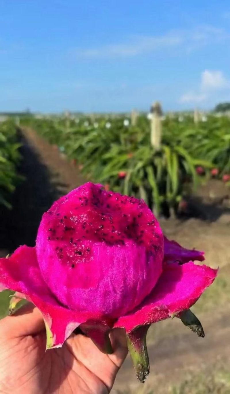 湛江火龙果