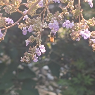土蜂蜜