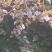 土蜂蜜