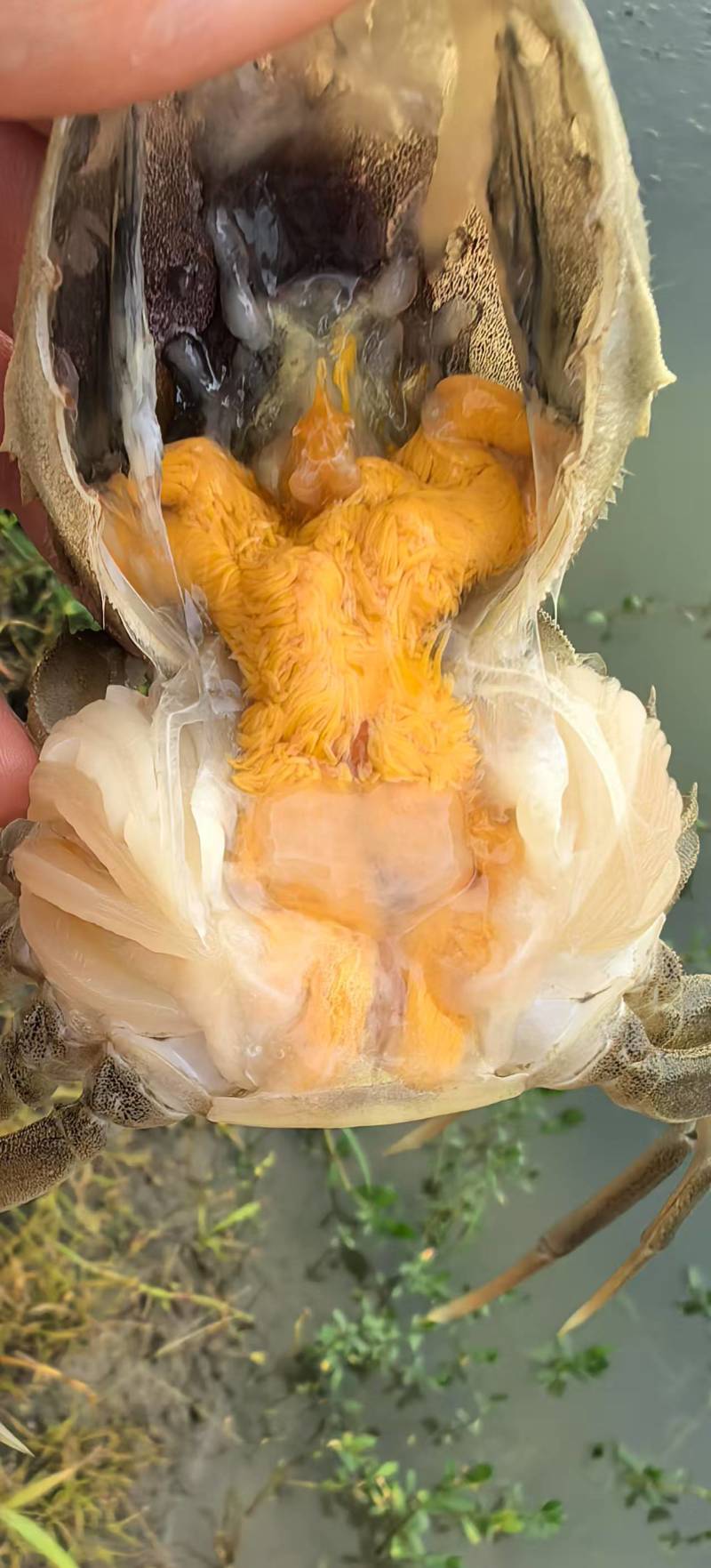 江苏六月黄生鲜大闸蟹，现货现发，对接商超电商量大从优，