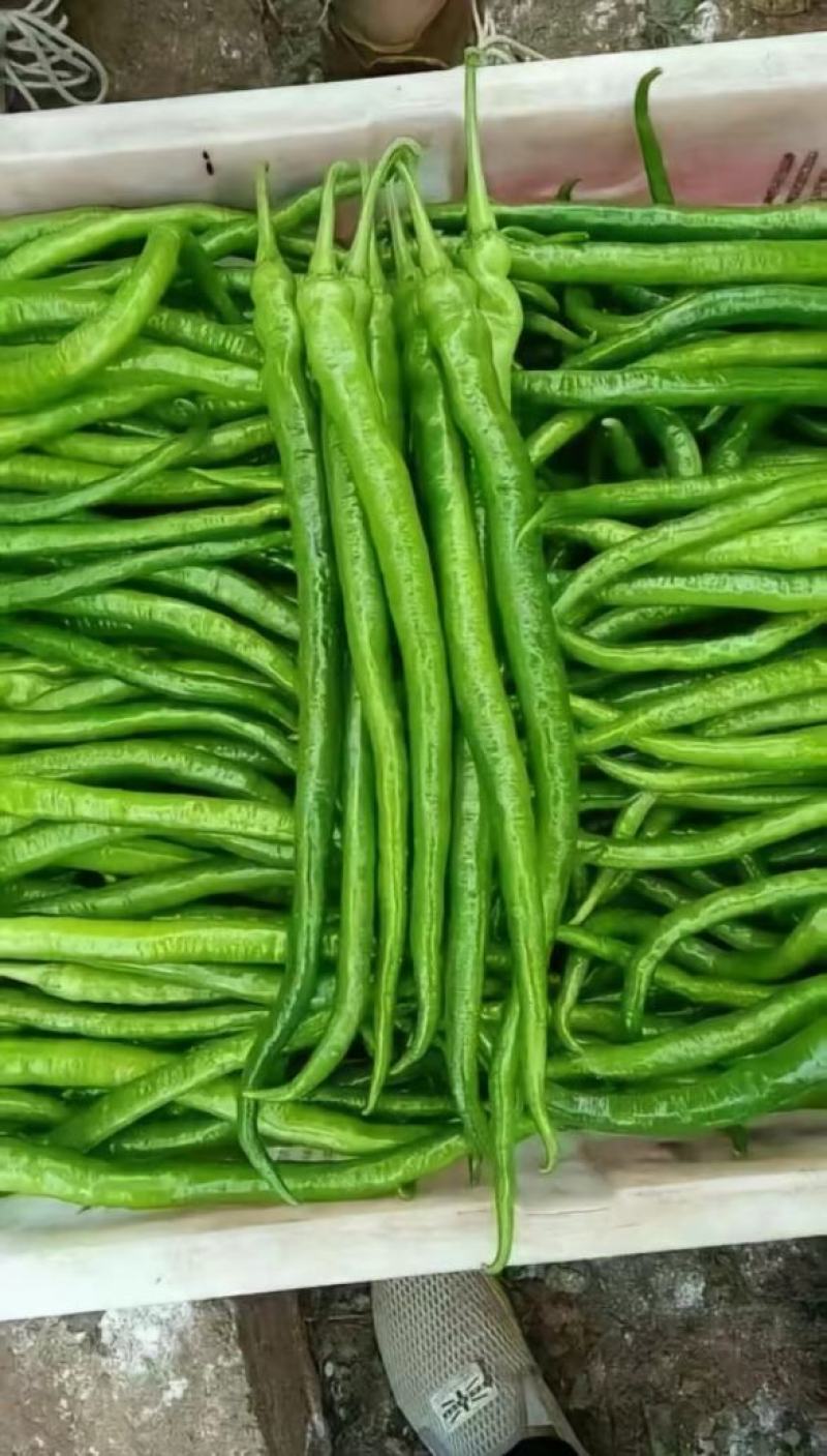 二荆条