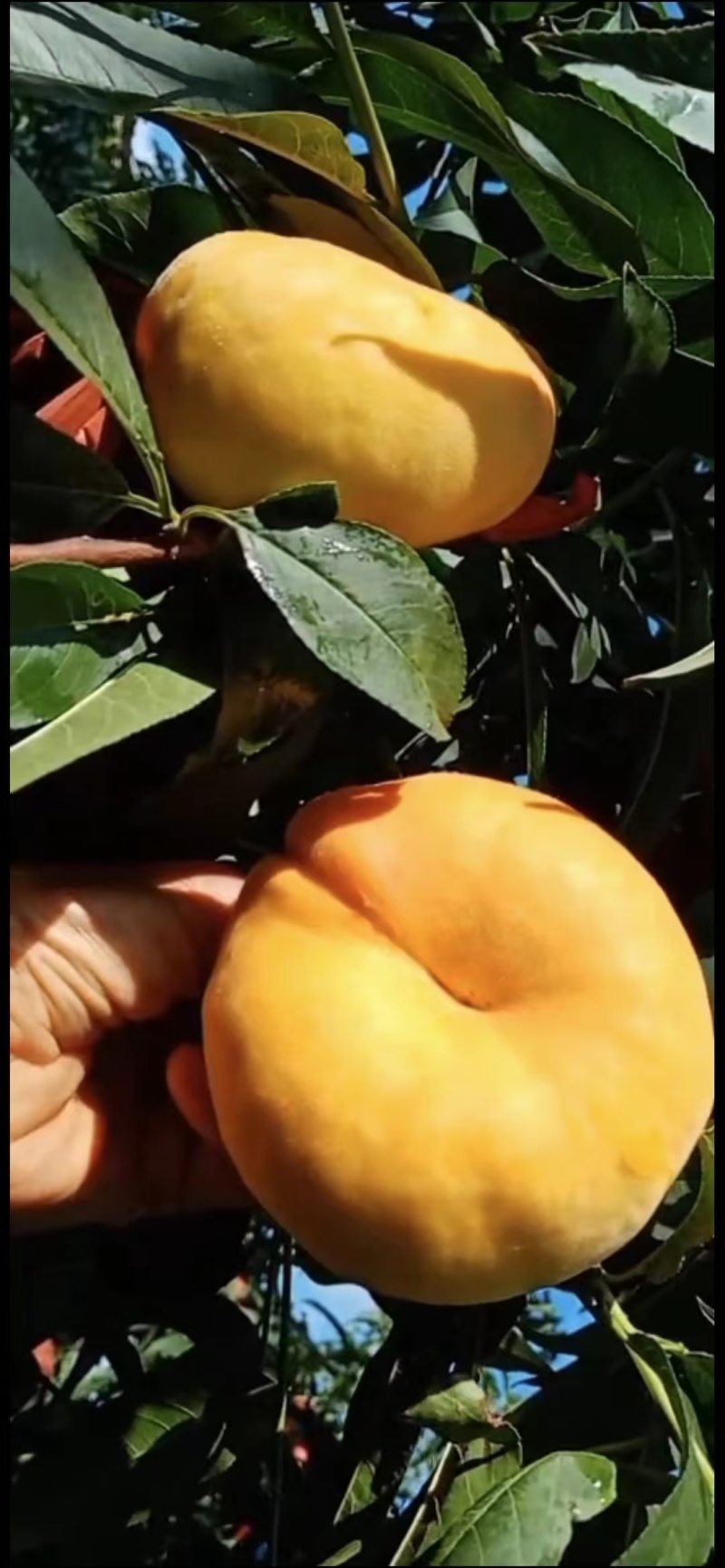 潘涛，黄桃，包邮十斤起步