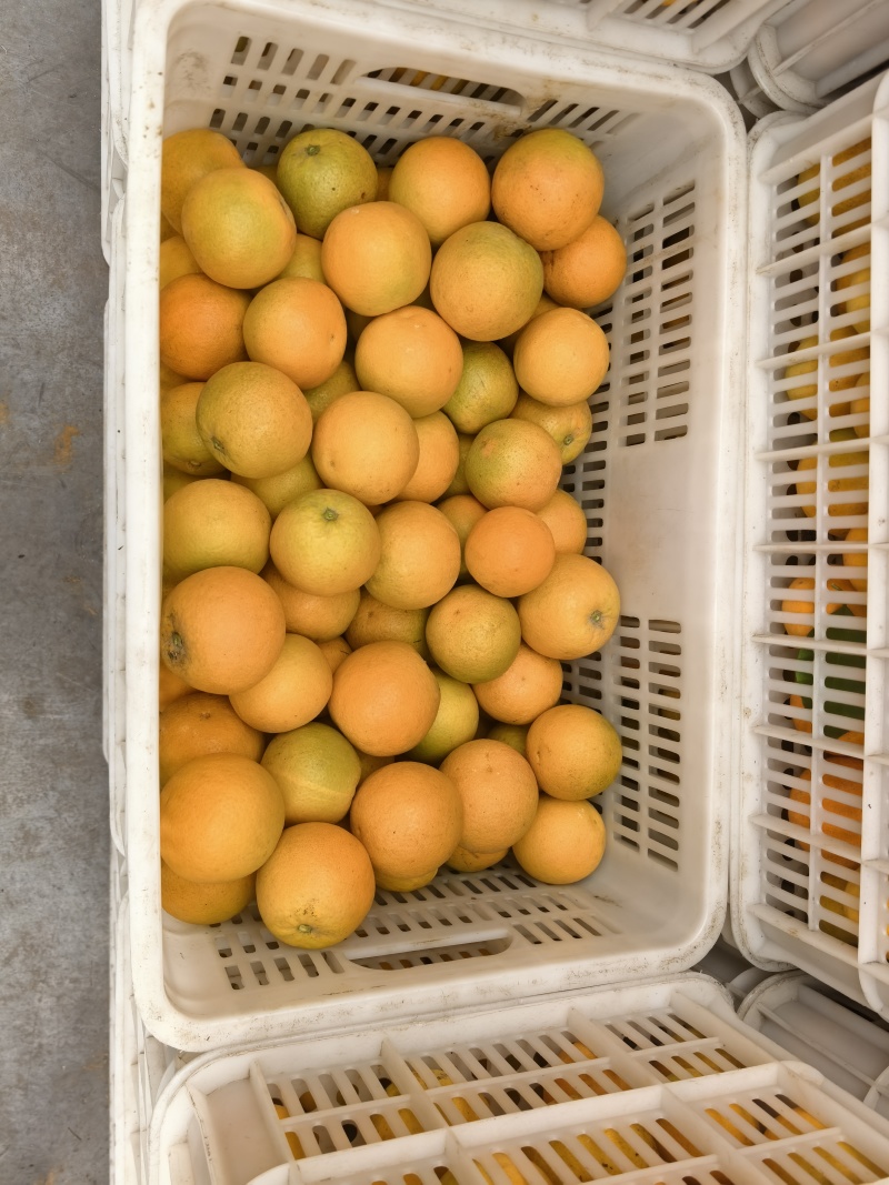 秭归夏橙