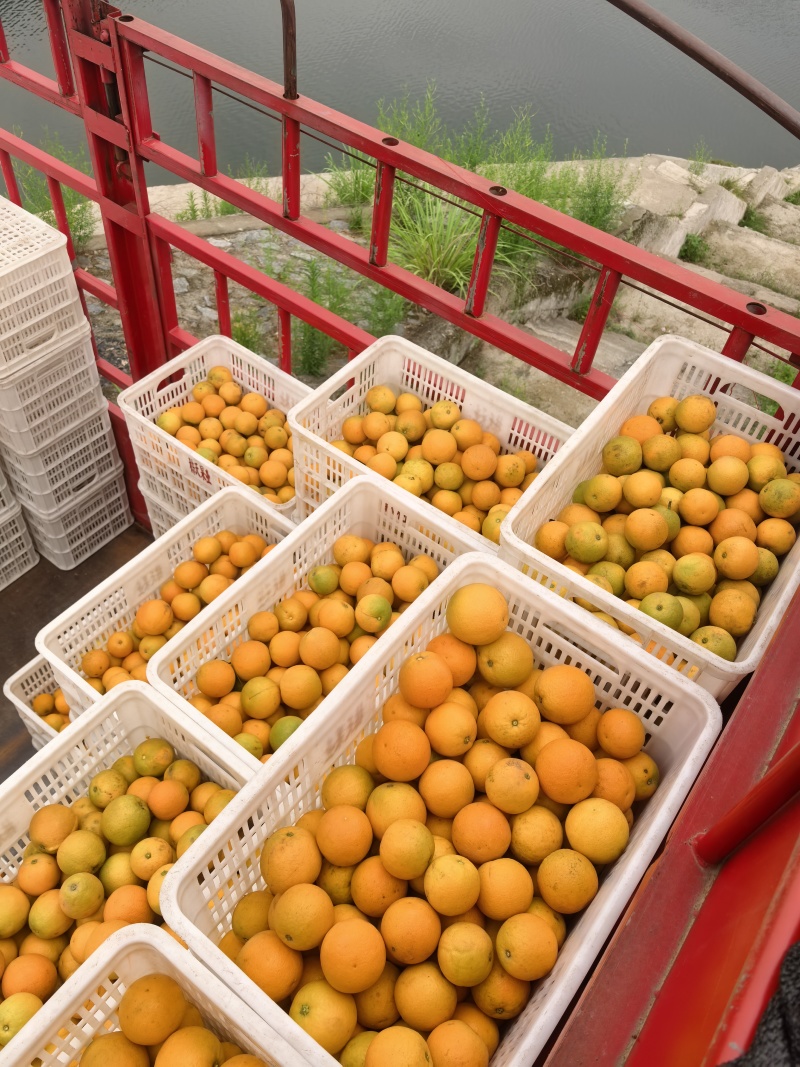 秭归夏橙