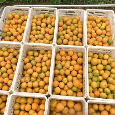 秭归夏橙