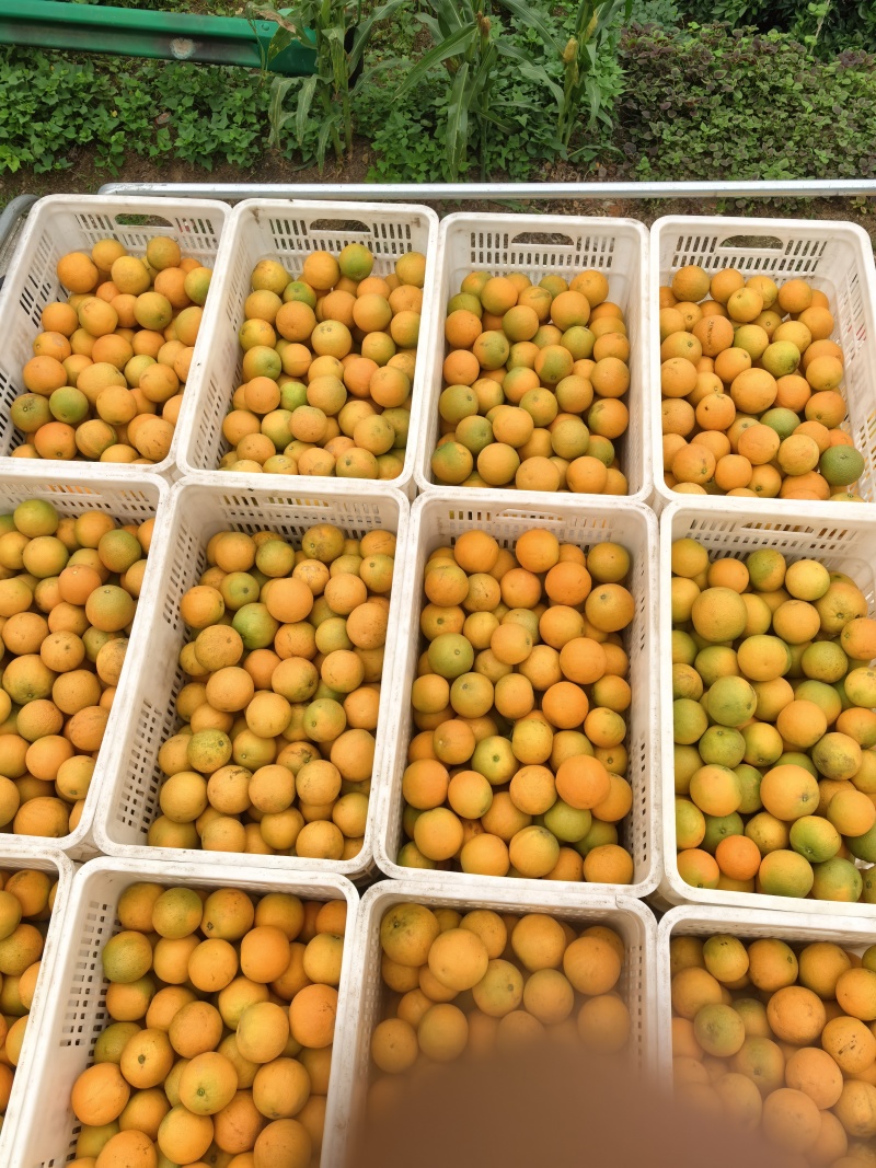 秭归夏橙