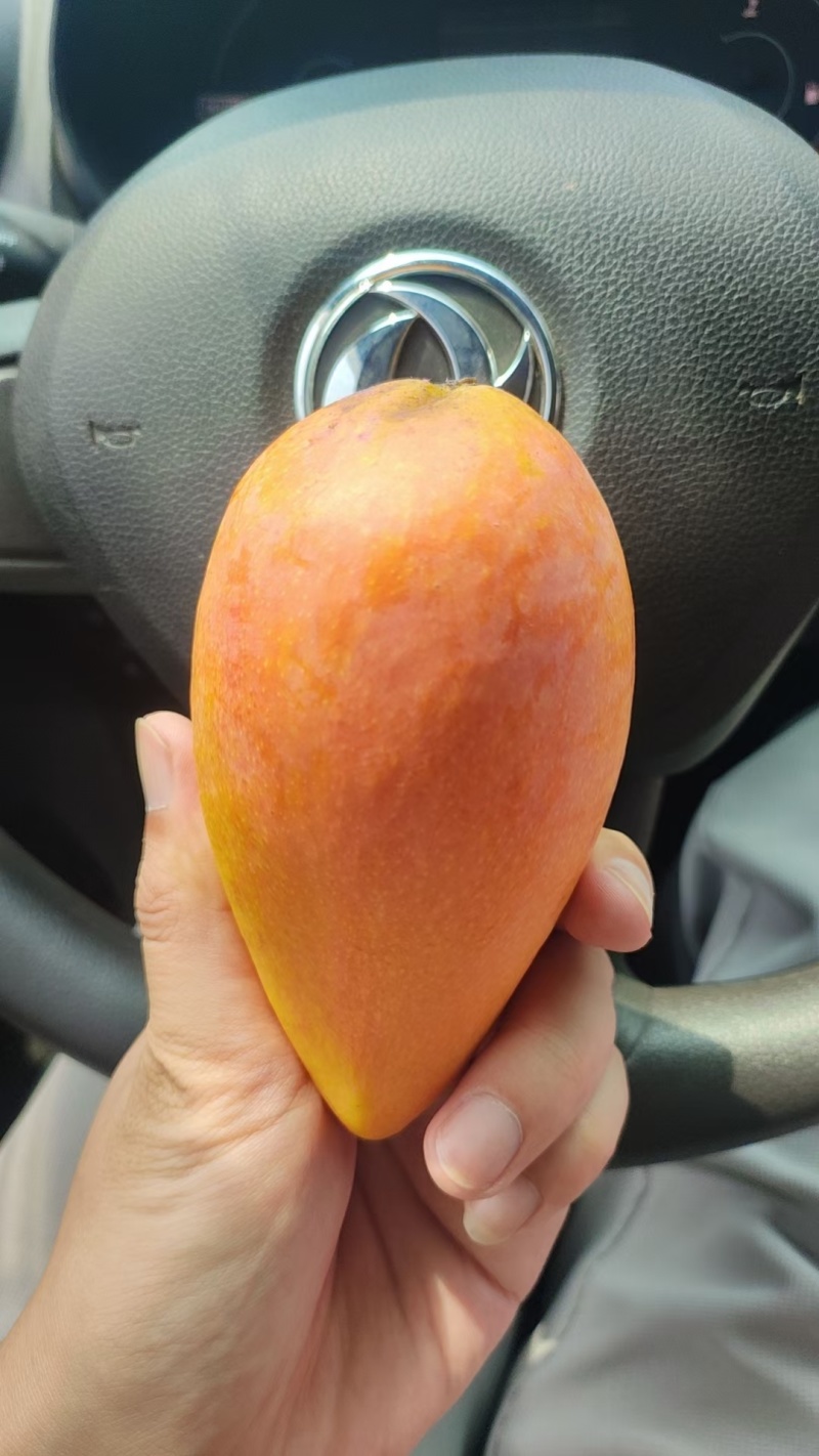 百色台农芒果