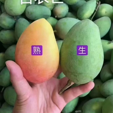 百色芒果台农芒果