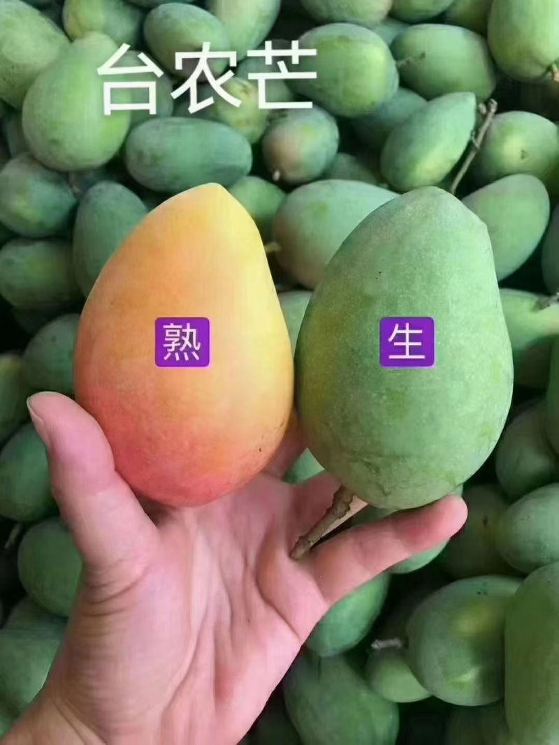 百色芒果台农芒果