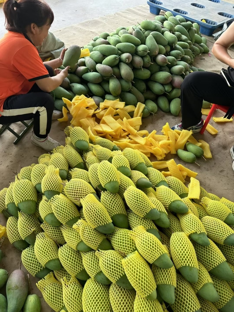 百色芒果台农芒果