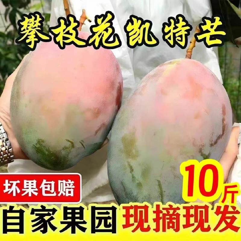 四川攀枝花凯特芒果批发，支持电商一件代发