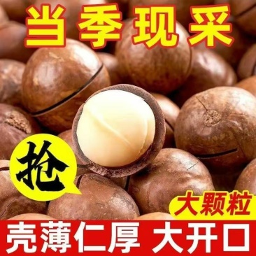 云南夏威夷果批发，全网***，支持电商一件代发