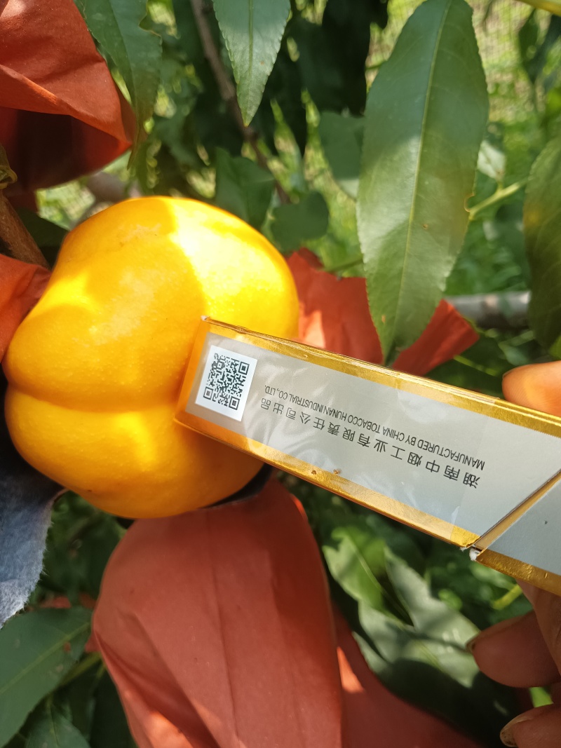 黄油蟠7